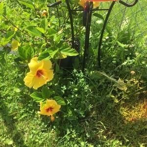 Meet your Posher, Sheila